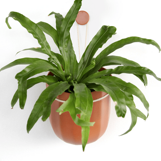 Leak-Free Hanging Planter in Terra Cotta – Modern 360° Drainage Indoor –  Ed's Plant Shop