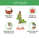 watering plants from the saucer Lili Saucer