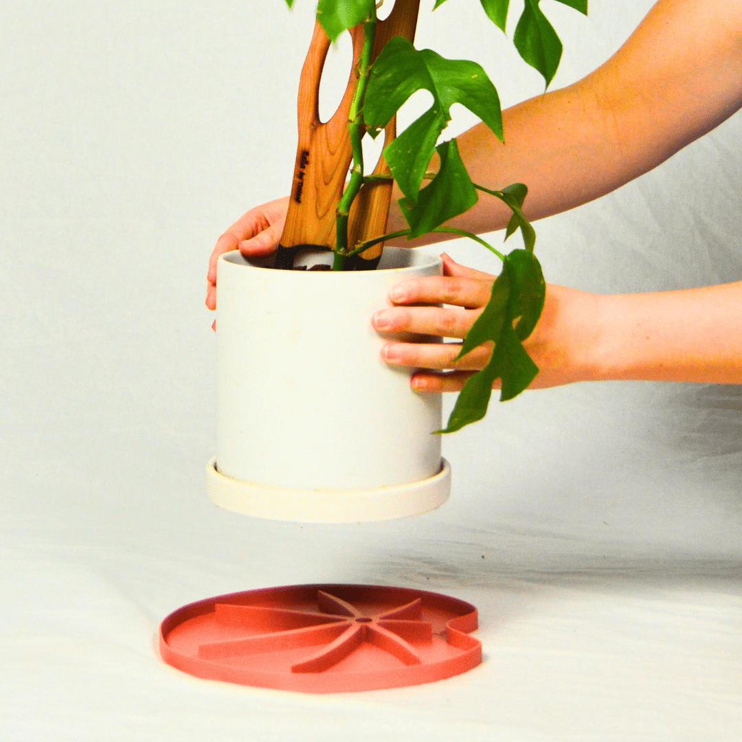 Lili Saucer – Stylish Lily Pad Plant Saucer for Drainage, Root Rot Prevention & Humidity - Ed's Plant Shop