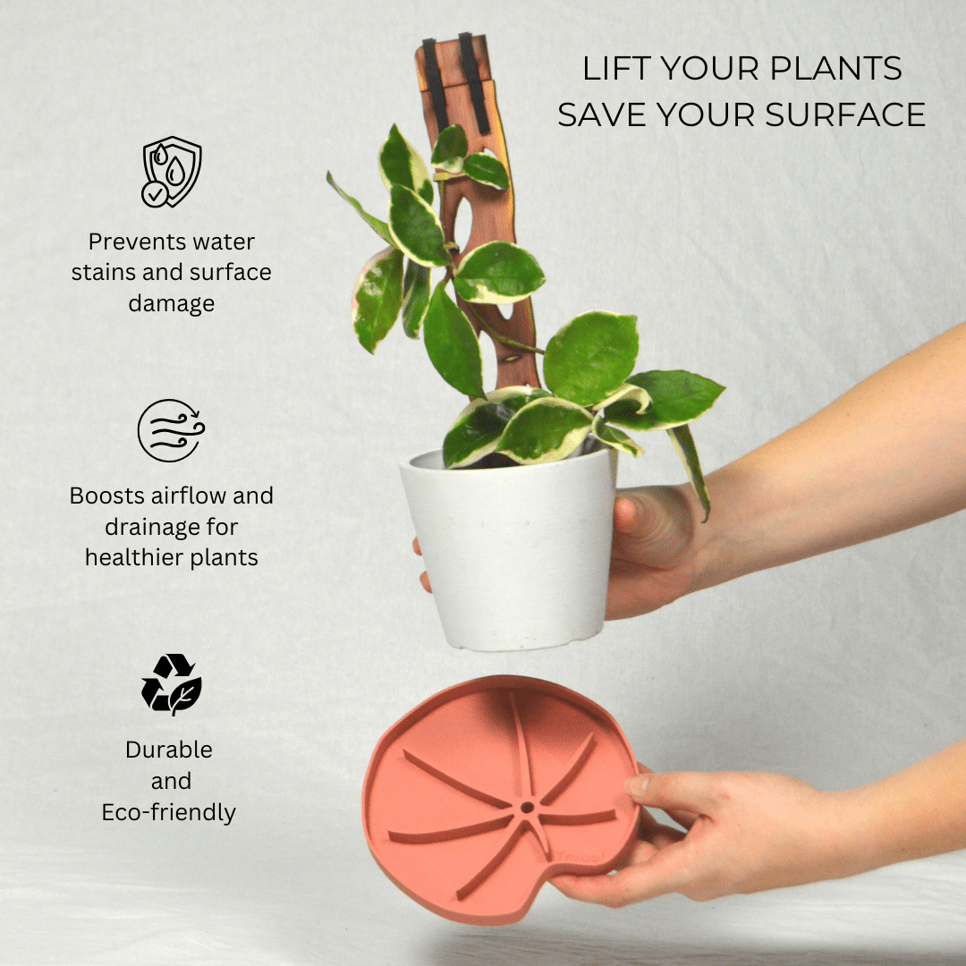 Lili Saucer – Stylish Lily Pad Plant Saucer for Drainage, Root Rot Prevention & Humidity - Ed's Plant Shop