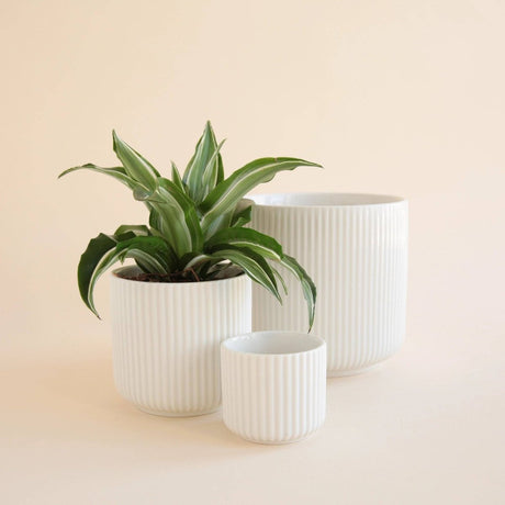 Lucy Planter | White - Ed's Plant Shop