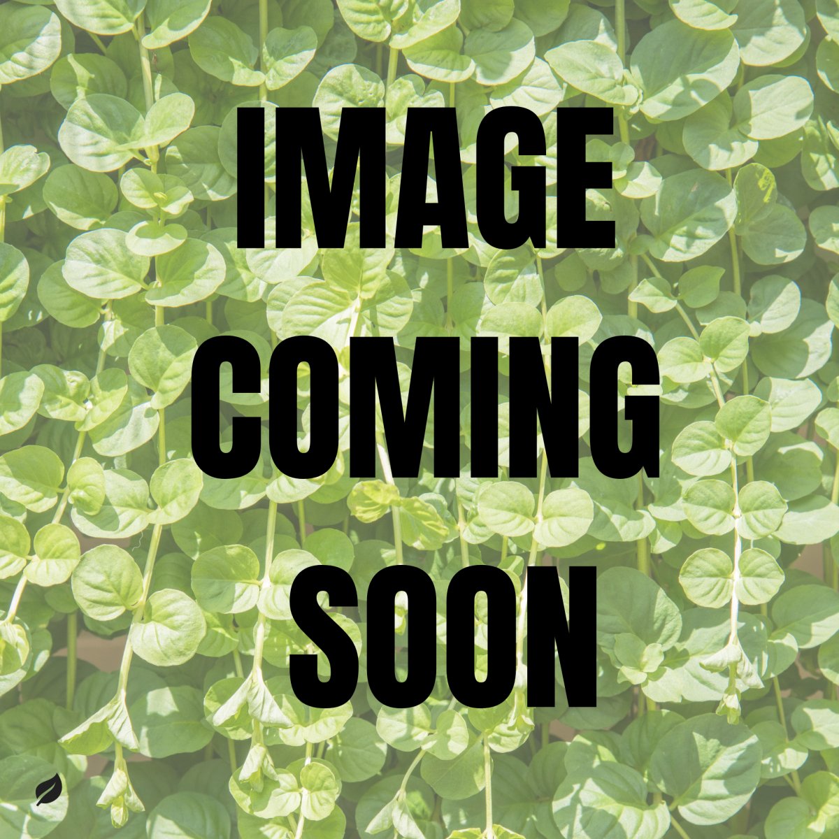 Lysimachia nummularia - Creeping Jenny - Local Pickup & Delivery Only - Ed's Plant Shop