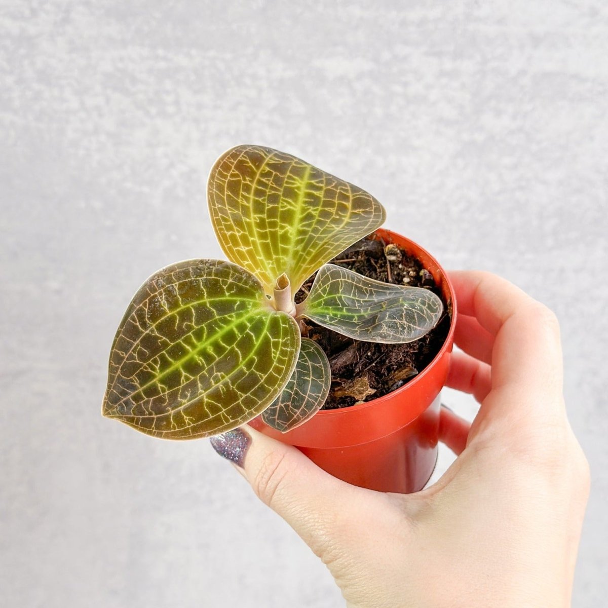 Macodes sanderiana x limii 'Gold Dust' - Gold Dust Jewel Orchid - Ed's Plant Shop