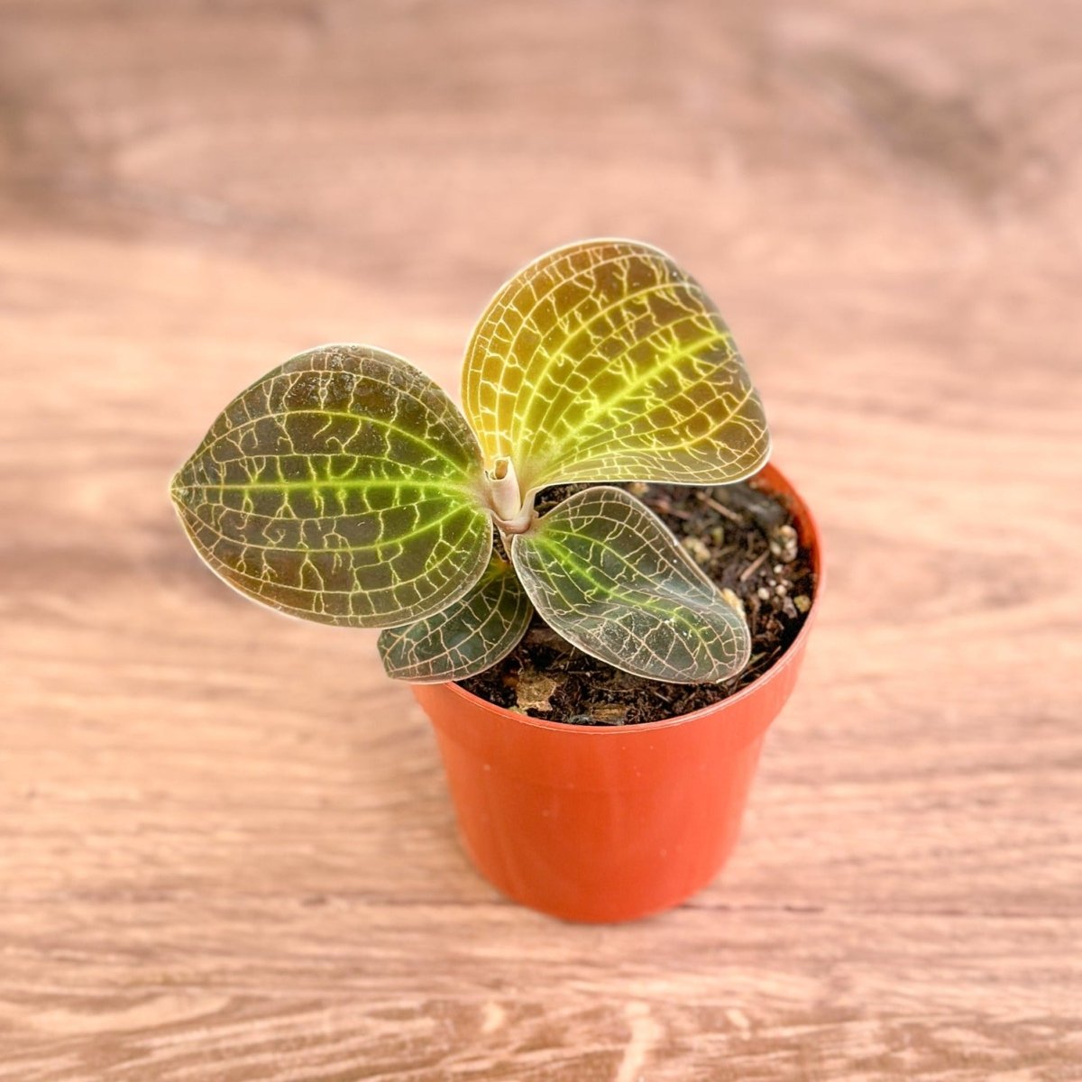 Macodes sanderiana x limii 'Gold Dust' - Gold Dust Jewel Orchid