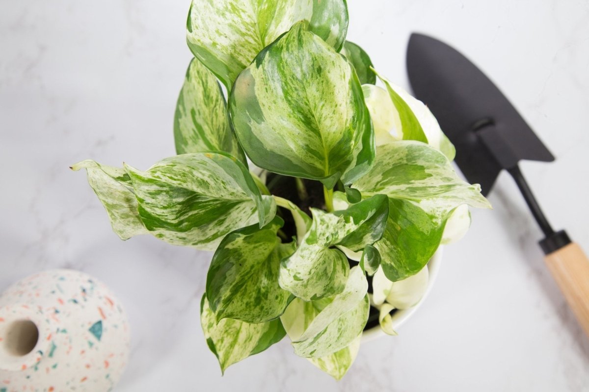 mature manjula pothos Pothos Manjula – 4.5" Potted Rare Variegated Epipremnum | Rare Indoor Plant | Easy-Care Houseplant