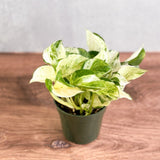 Manjula Pothos - Epipremnum aureum 'Manjula' - 4 Inch - Ed's Plant Shop