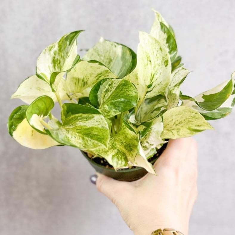 manjula pothos etsy Pothos Manjula – 4.5" Potted Rare Variegated Epipremnum | Rare Indoor Plant | Easy-Care Houseplant