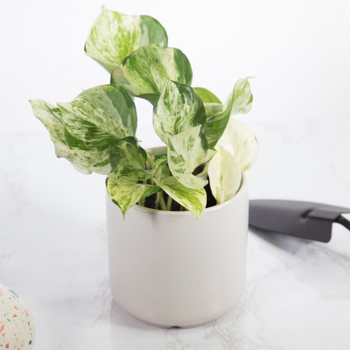 manjula pothos cost Pothos Manjula – 4.5" Potted Rare Variegated Epipremnum | Rare Indoor Plant | Easy-Care Houseplant