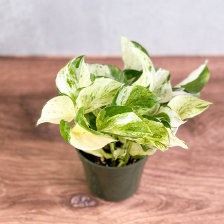 Manjula Pothos - Epipremnum aureum 'Manjula' - 4 Inch - Ed's Plant Shop