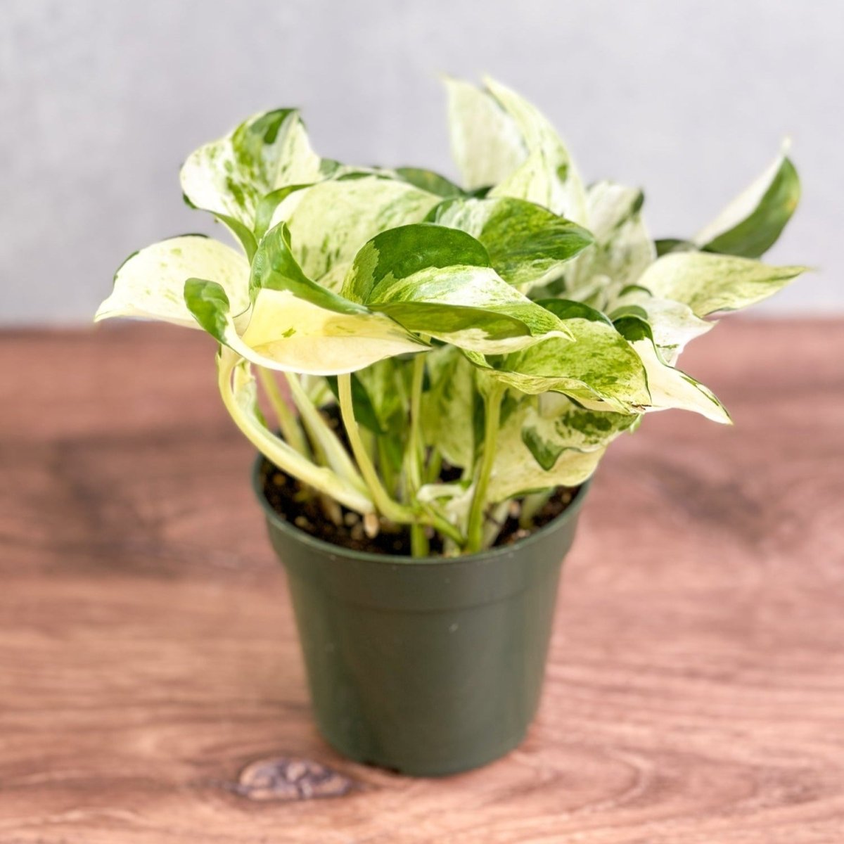 pothos happy leaf Pothos Manjula – 4.5" Potted Rare Variegated Epipremnum | Rare Indoor Plant | Easy-Care Houseplant