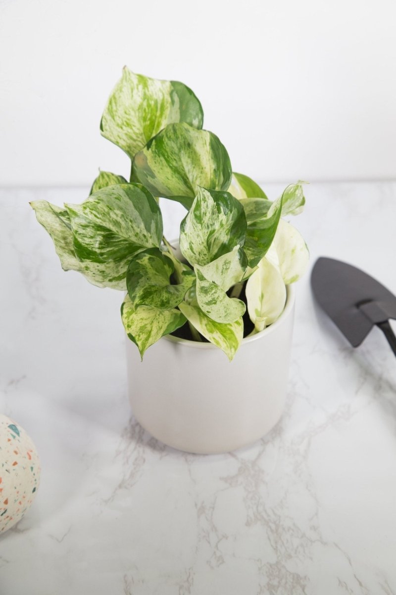 Manjula Pothos - Epipremnum aureum 'Manjula' - 4 Inch - Ed's Plant Shop