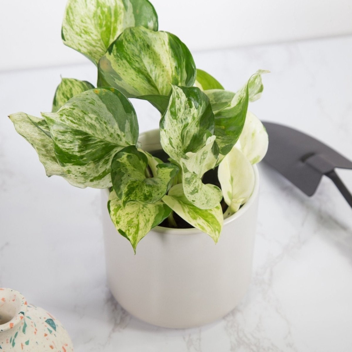 rare pothos plants Pothos Manjula – 4.5" Potted Rare Variegated Epipremnum | Rare Indoor Plant | Easy-Care Houseplant