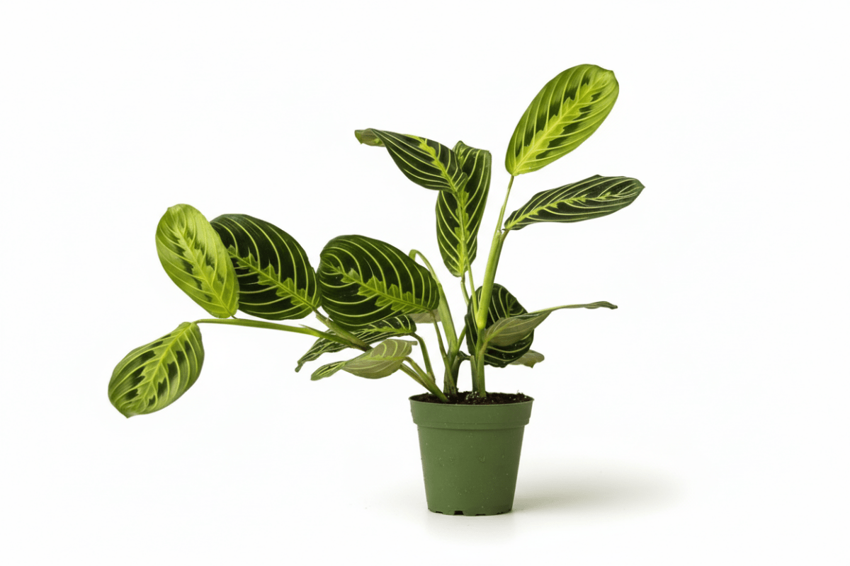Lemon Lime Prayer Plant in decorative indoor planter