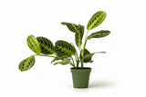 Lemon Lime Prayer Plant in decorative indoor planter