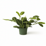 Potted maranta lemon lime plant with green leaves on a white background