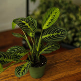 Maranta Leuconeura 'Lemon Lime Prayer Plant' - Ed's Plant Shop