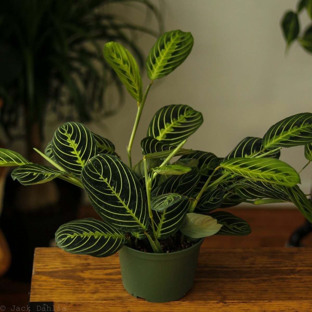 Lemon Lime Prayer Plant