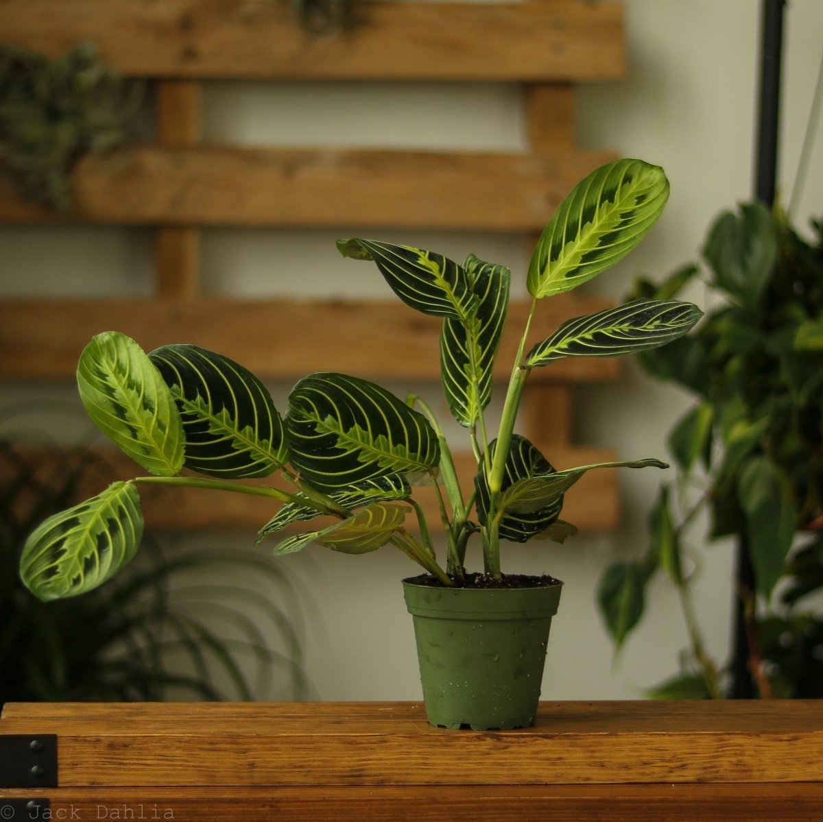 lemon lime prayer plant care 4" Nursery Pot