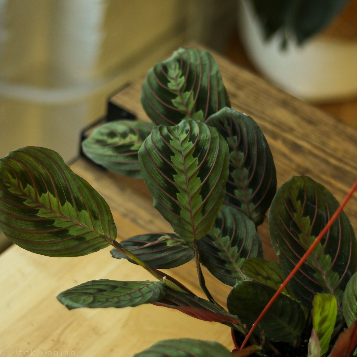 red mantra prayer plant care Maranta Leuconeura 'Red Prayer Plant'