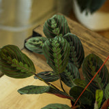 Maranta Leuconeura 'Red Prayer Plant' - Various Sizes - Ed's Plant Shop