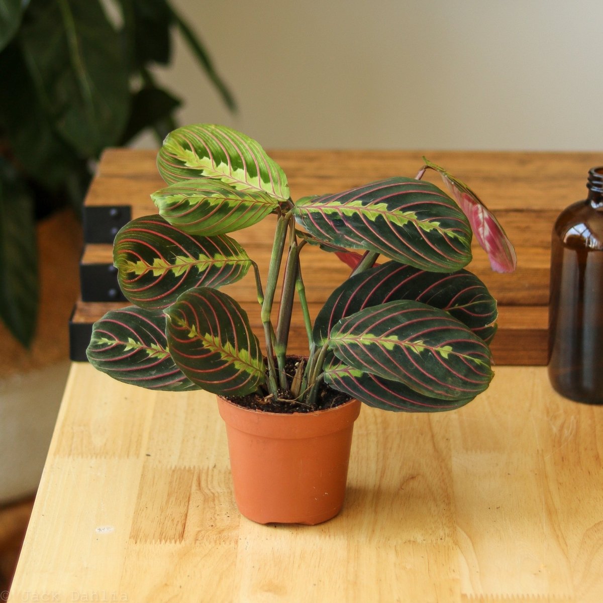 red maranta prayer plant pet safe Maranta Leuconeura 'Red Prayer Plant'