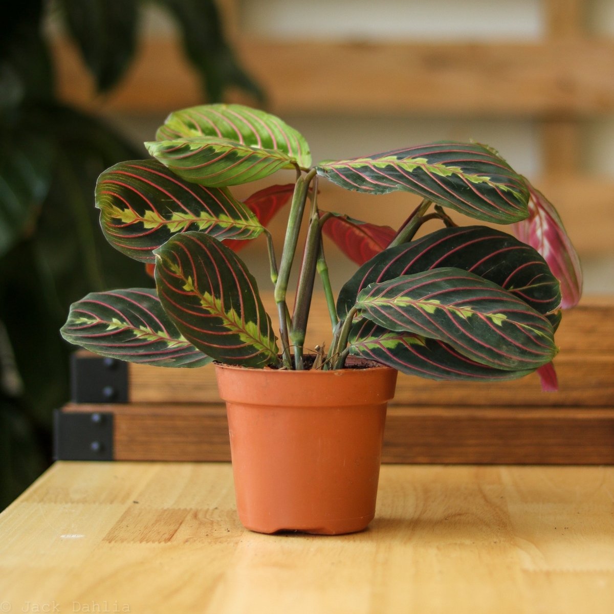 red maranta prayer plant flower Maranta Leuconeura 'Red Prayer Plant'