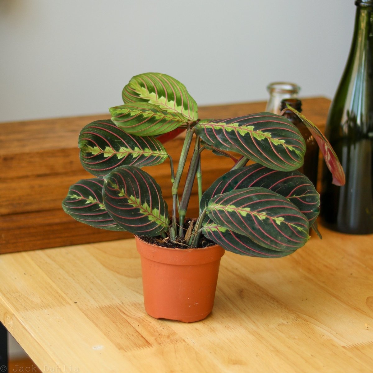 Maranta Leuconeura 'Red Prayer Plant' - Various Sizes - Ed's Plant Shop