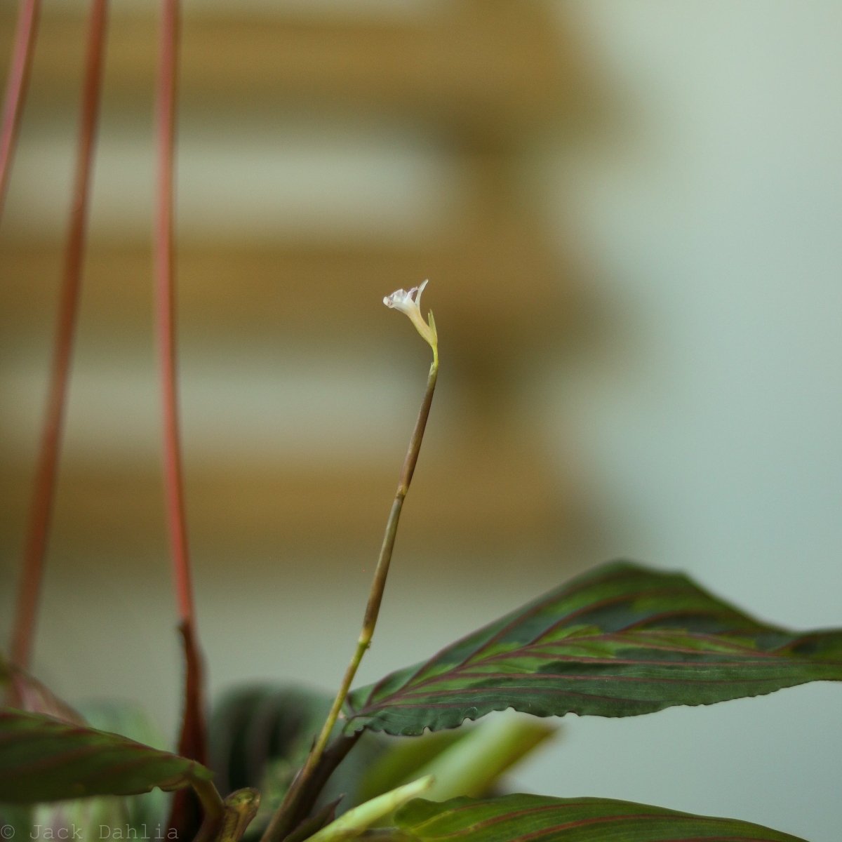 red prayer plant scientific name Maranta Leuconeura 'Red Prayer Plant'
