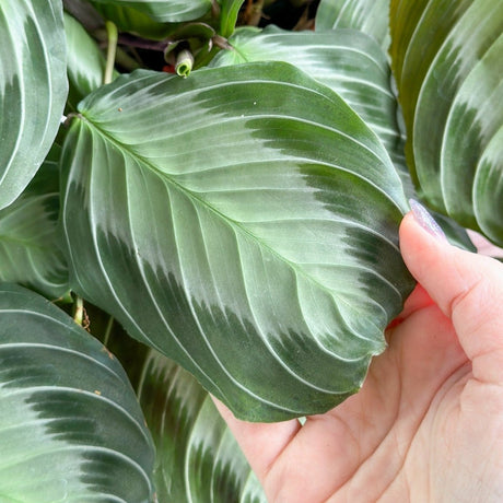 Maranta 'Silver Band' Prayer Plant - 4.5 Inch On Hoop - Ed's Plant Shop