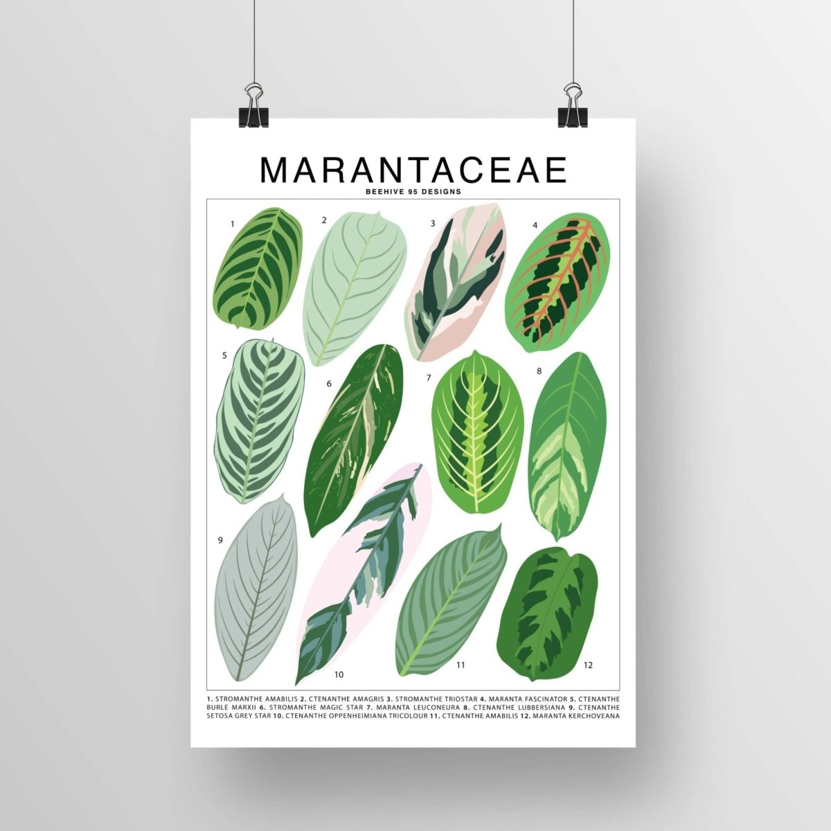 Marantaceae Species ID Chart - Botanical Houseplant Art Print - Ed's Plant Shop