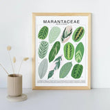 Marantaceae Species ID Chart - Botanical Houseplant Art Print - Ed's Plant Shop