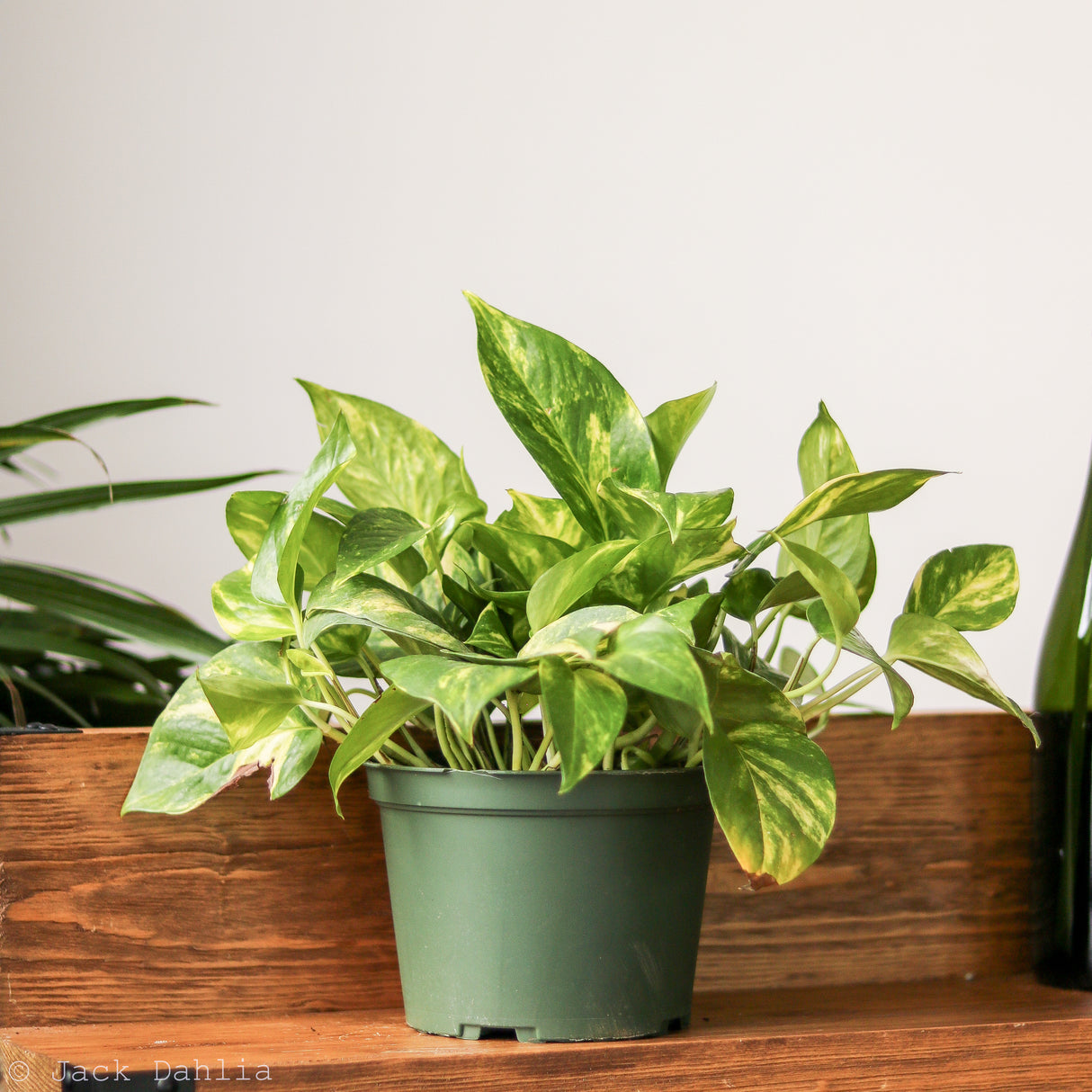 Epipremnum Aureum 'Marble Queen' Pothos - Various Sizes