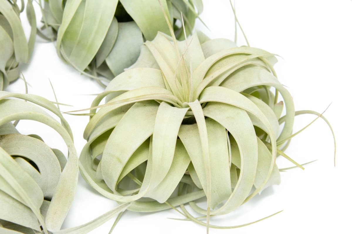 tillandsia xerographica air plant Medium Tillandsia Xerographica Air Plant / 5-6 Inches Wide