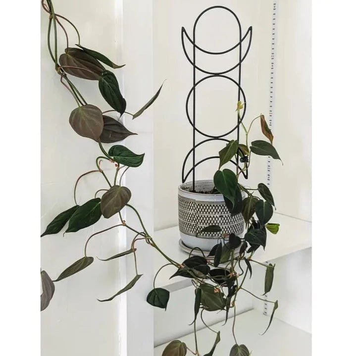 Metal Moon Phase Trellis - Ed's Plant Shop