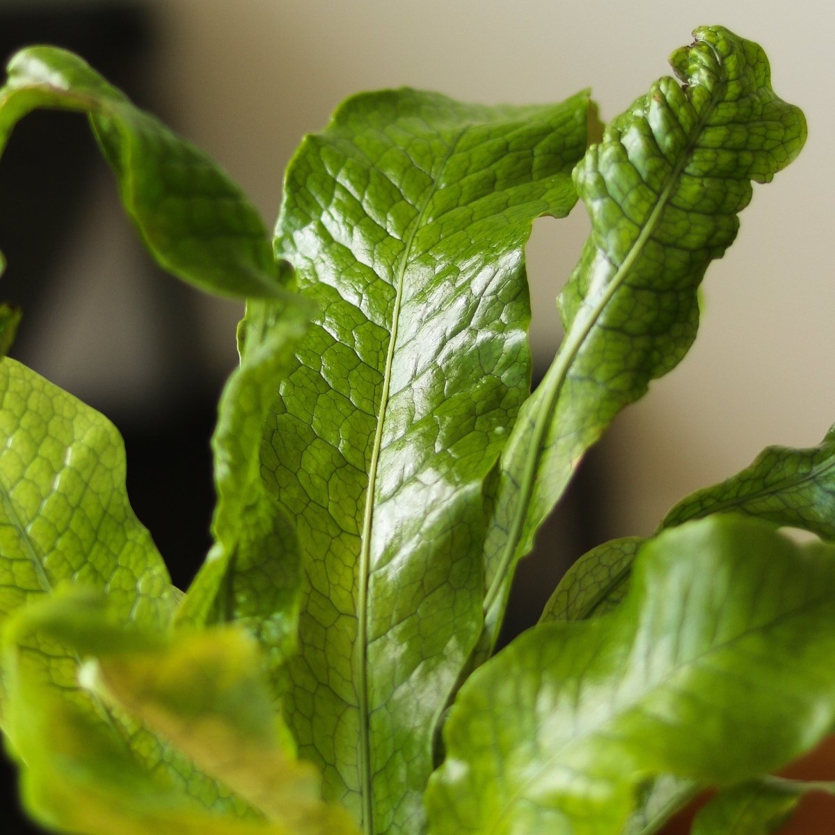 Ed's Plant Shop Microsorum Musifolium Crocodile Fern - Thumbnail 2
