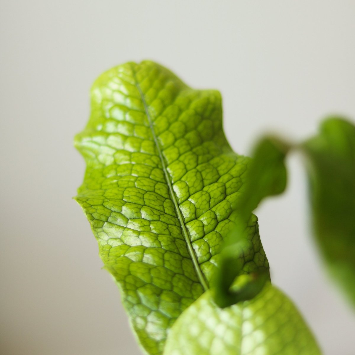 Ed's Plant Shop Microsorum Musifolium Crocodile Fern - Thumbnail 5