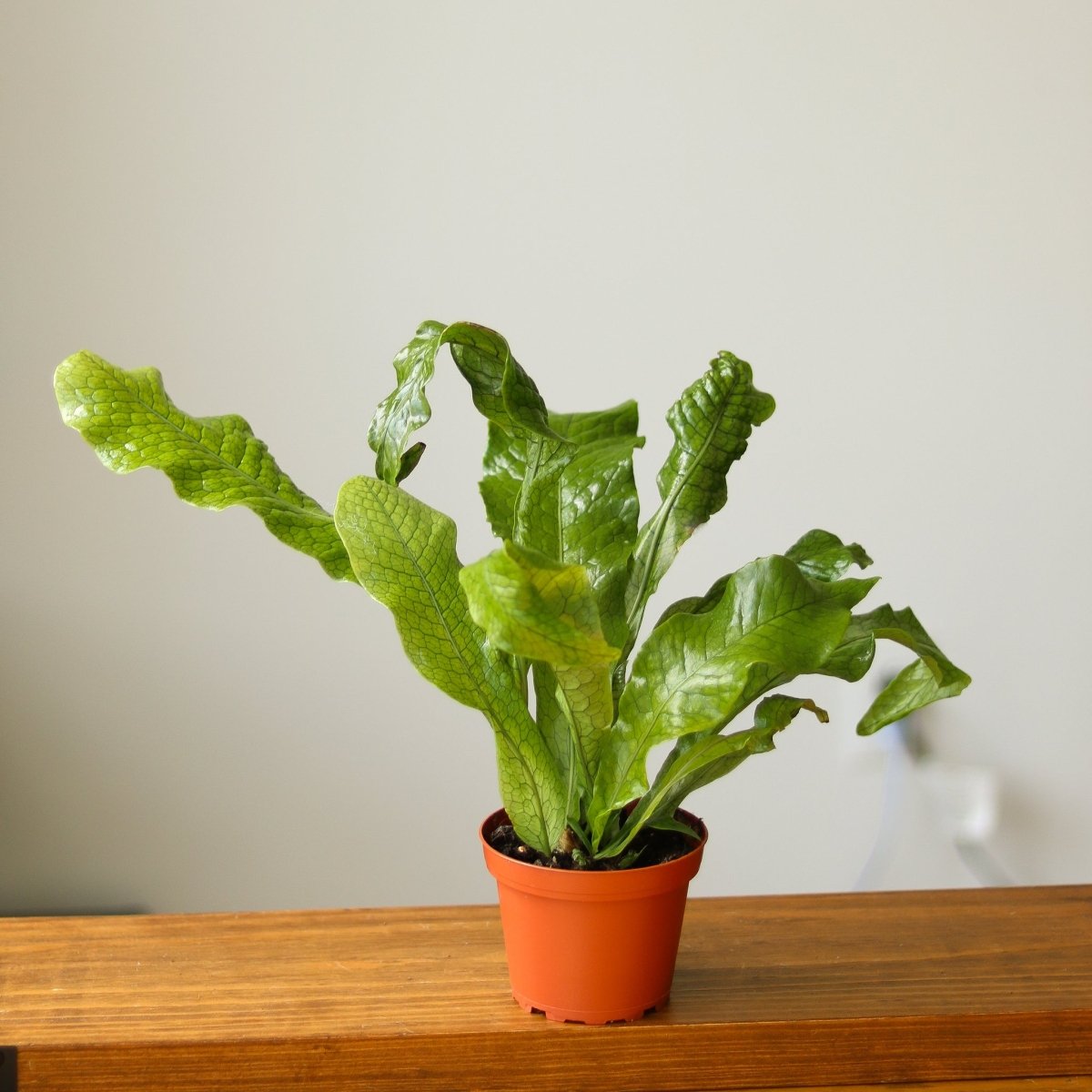 Ed's Plant Shop Microsorum Musifolium Crocodile Fern