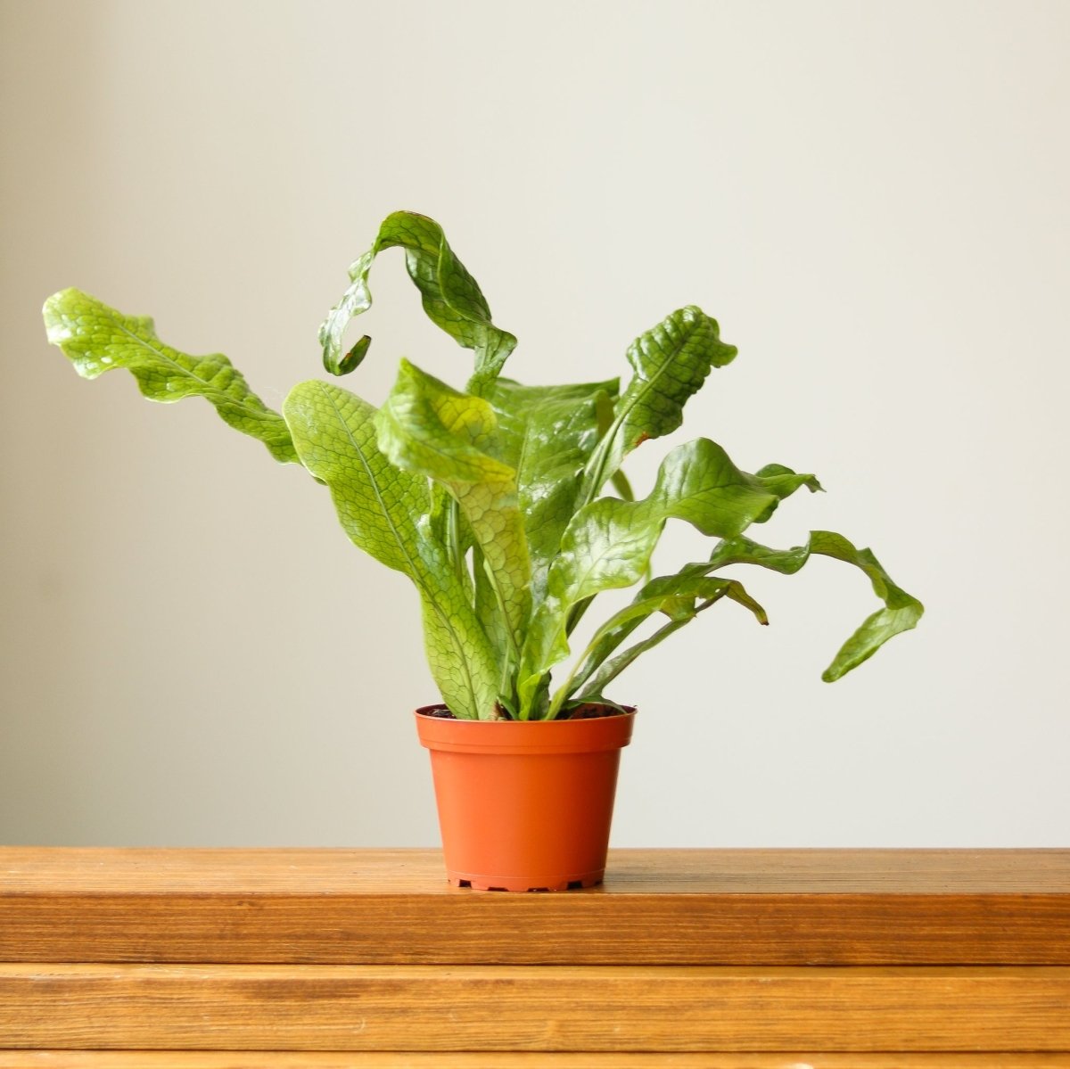 Ed's Plant Shop Microsorum Musifolium Crocodile Fern - Thumbnail 3