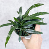 Microsorum thailandicum - Blue Oil Fern - 4 Inch - Ed's Plant Shop