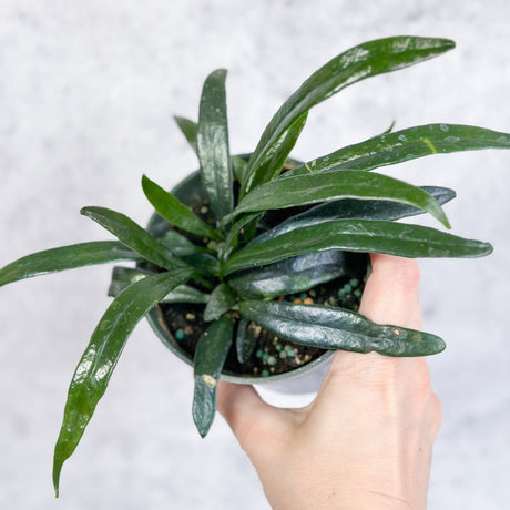 Microsorum thailandicum - Blue Oil Fern - 4 Inch - Ed's Plant Shop