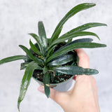 Microsorum thailandicum - Blue Oil Fern - 4 Inch - Ed's Plant Shop