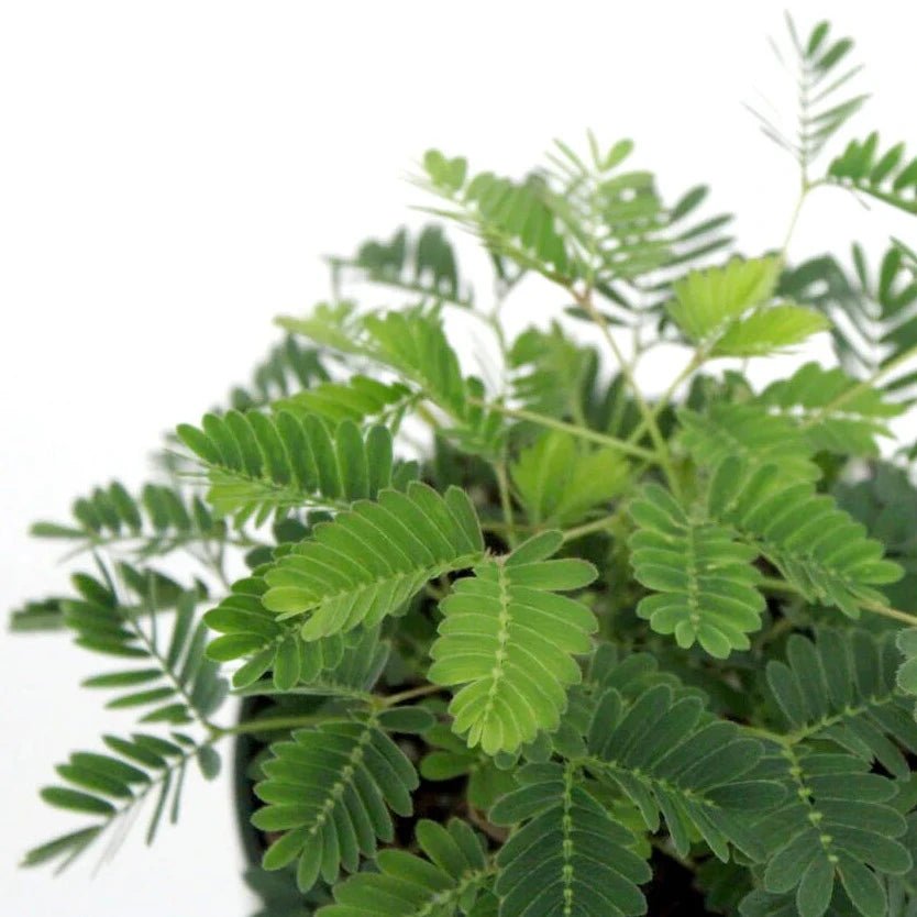 Mimosa pudica - Sensitive Plant - Ed's Plant Shop