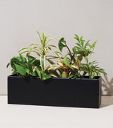 Modern Sprout Black and White Planter Box | Holds Three 4" Plants - Ed's Plant Shop