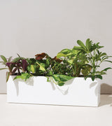 Modern Sprout Black and White Planter Box | Holds Three 4" Plants - Ed's Plant Shop