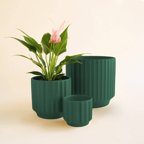 Monroe Planter | Rainforest - Ed's Plant Shop