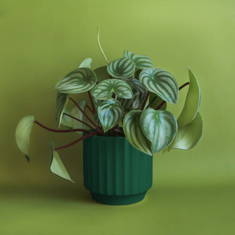 Monroe Planter | Rainforest - Ed's Plant Shop