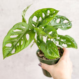 Monstera Adansonii Swiss Cheese Plant - 4 Inch - Ed's Plant Shop