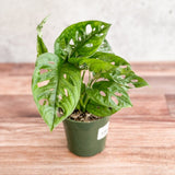 monstera adansonii outside Monstera adansonii