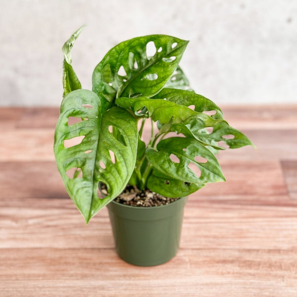 Monstera Adansonii Swiss Cheese Plant in 4 Inch green nursery pot