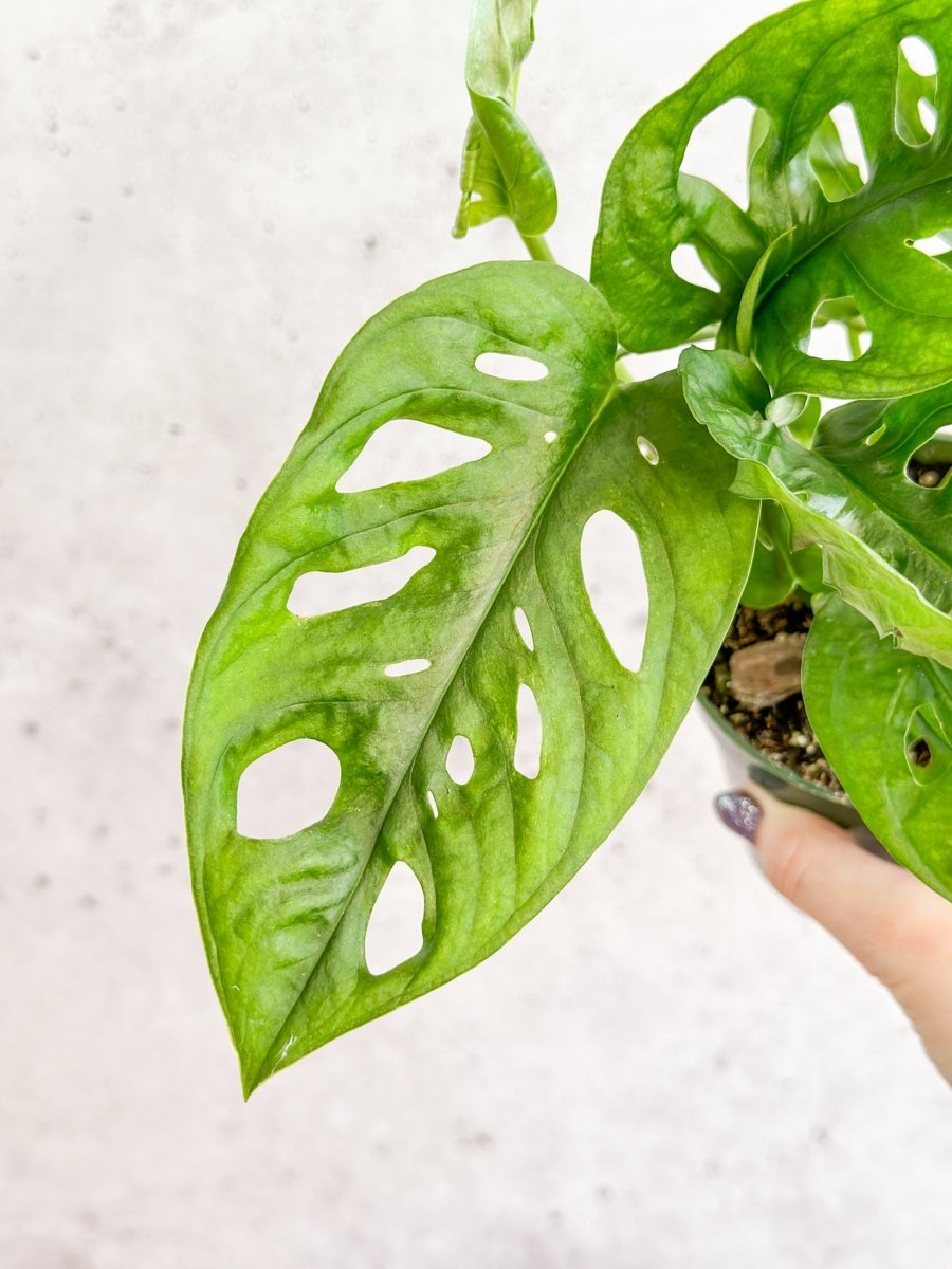 plant that looks like swiss cheese Monstera adansonii